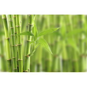 Le Bambou, une Ressource Écologique